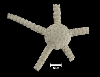 Media type: image;   Invertebrate Zoology OPH-333 Description: Top down view of single ophiuroid specimen with a scale bar.;  Aspect: dorsal